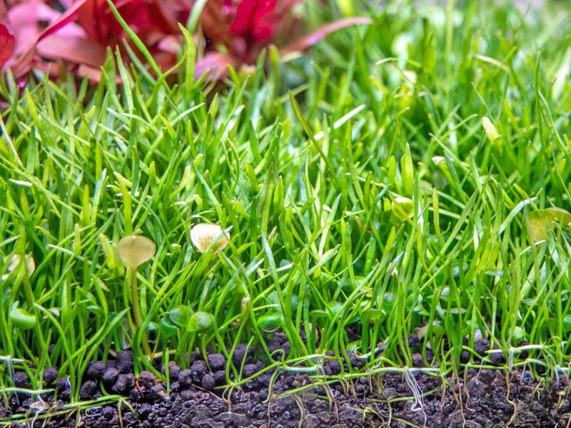 Brasilianische Graspflanze - Lilaeopsis brasiliensis in vitro
